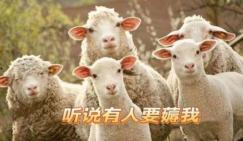 爆料君子羊视频揭秘,视频爆料背后的真相与内幕  第2张